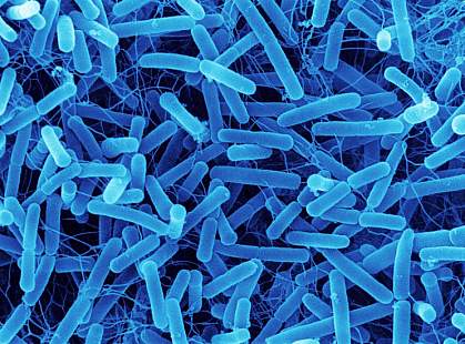 an image of rod-shaped bacteria an image of rod-shaped bacteria