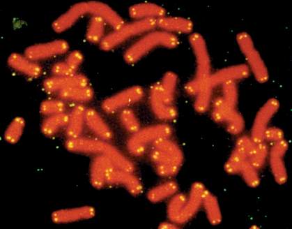photo of chromosomes with dots at ends photo of chromosomes with dots at ends