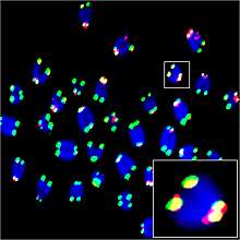 Confocal microscope image of red spots on green tips of chromosomes Confocal microscope image of red spots on green tips of chromosomes