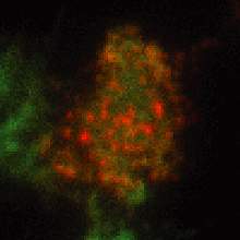 Cell with small red spots on surface. Cell with small red spots on surface.