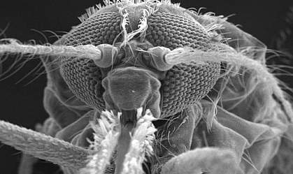 Electron micrograph of a mosquito head Electron micrograph of a mosquito head