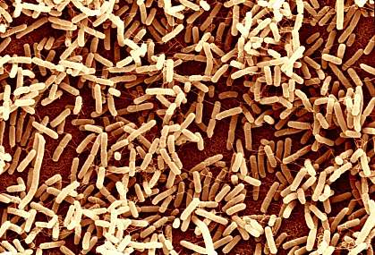 Electron micrograph of rod-shaped bacteria Electron micrograph of rod-shaped bacteria