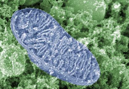 Scanning electron micrograph of pill-shaped organelle filled with folded membranes Scanning electron micrograph of pill-shaped organelle filled with folded membranes