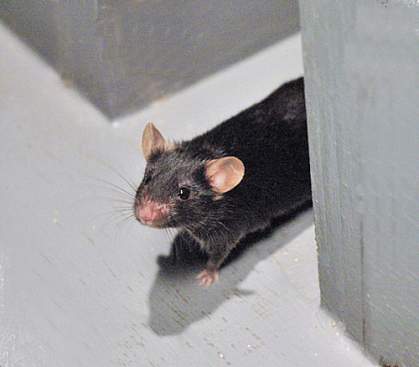 Photo of a mouse in a T-maze Photo of a mouse in a T-maze