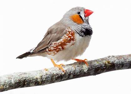 Photo of a zebra finch Photo of a zebra finch