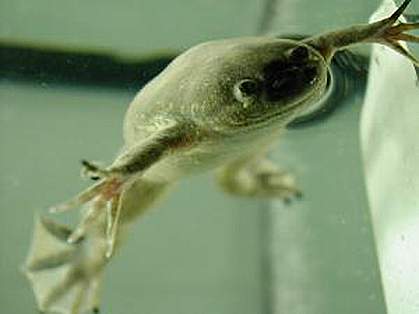 Photo of Xenopus tropicalis Photo of Xenopus tropicalis