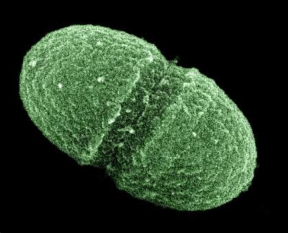 Photo of pill-shaped bacteria Photo of pill-shaped bacteria