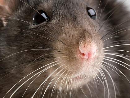 Photo of a rat Photo of a rat