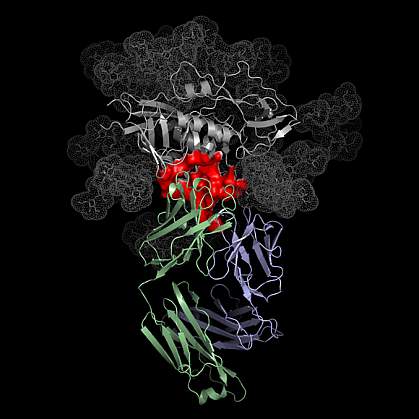 Atomic structure illustration of antibody binding HIV Atomic structure illustration of antibody binding HIV