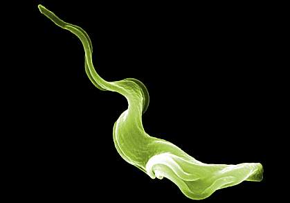 Scanning electron micrograph of a trypanosome parasite Scanning electron micrograph of a trypanosome parasite