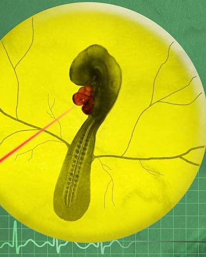 Illustration of a red laser beam targeting the heart of an avian embryo Illustration of a red laser beam targeting the heart of an avian embryo
