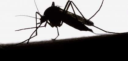 Photo of a mosquito