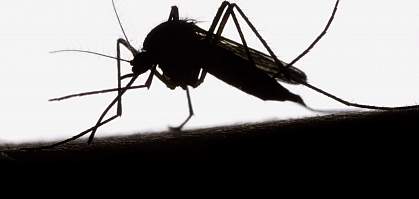 Photo of a mosquito Photo of a mosquito