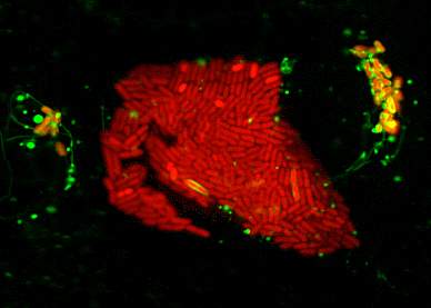 Microscopic image shows a clump of red, rod-shaped bacteria Microscopic image shows a clump of red, rod-shaped bacteria