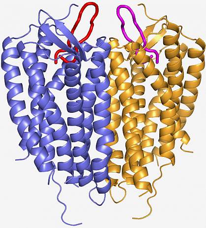 Molecular model of CXCR4 structure Molecular model of CXCR4 structure
