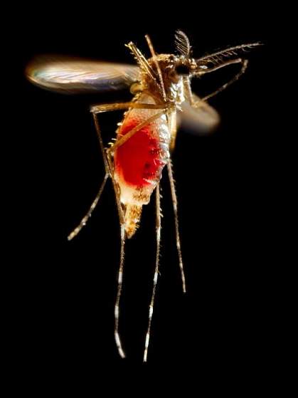 Photo of a mosquito Photo of a mosquito