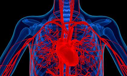Illustration of the heart and blood vessels Illustration of the heart and blood vessels