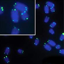 Microscope image of blue chromosomes with green dots at tips Microscope image of blue chromosomes with green dots at tips