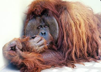 Photo of an orangutan Photo of an orangutan.