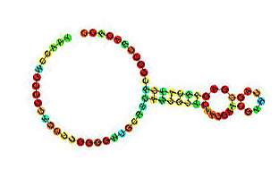 Illustration of structure showing a larger loop, a stalk and 2 smaller loops Illustration of structure showing a larger loop, a stalk and 2 smaller loops