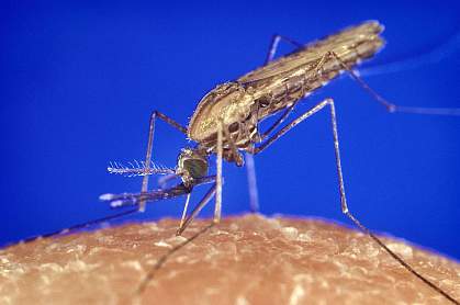 Close-up photo of a mosquito on skin Close-up photo of a mosquito on skin