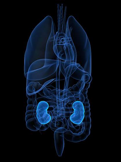Illustration of the body’s internal organs, with the kidneys highlighted Illustration of the body’s internal organs, with the kidneys highlighted