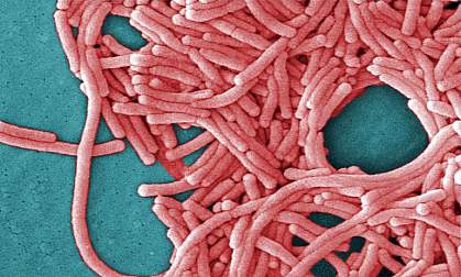Scanning electron micrograph of elongated, rod-shaped bacteria Scanning electron micrograph of elongated, rod-shaped bacteria