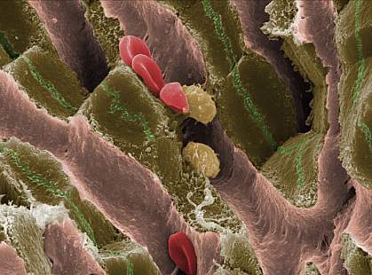 Scanning electron micrograph shows red blood and other cells in a mouse liver