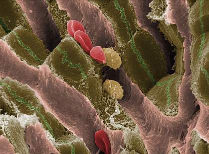 Scanning electron micrograph shows red blood and other cells in a mouse liver Scanning electron micrograph shows red blood and other cells in a mouse liver