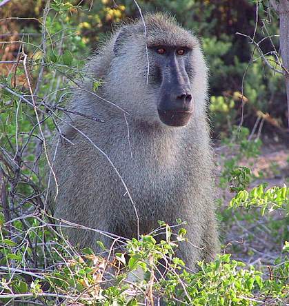 Photo of a male baboon Photo of a male baboon