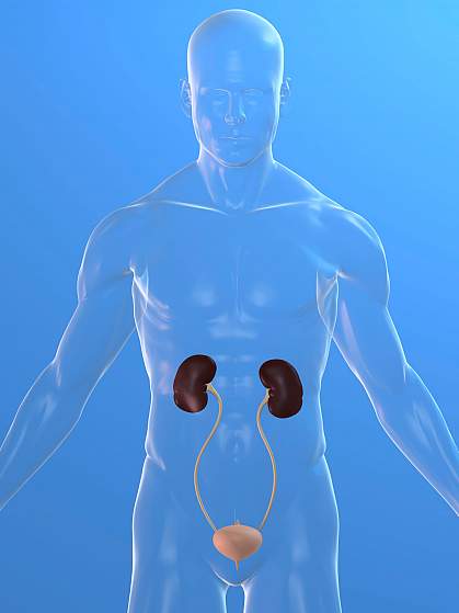 Illustration of kidneys in a translucent body Illustration of kidneys in a translucent body