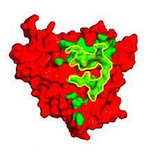 Molecular model of gp120, in red, with a green area on surface Molecular model of gp120, in red, with a green area on surface