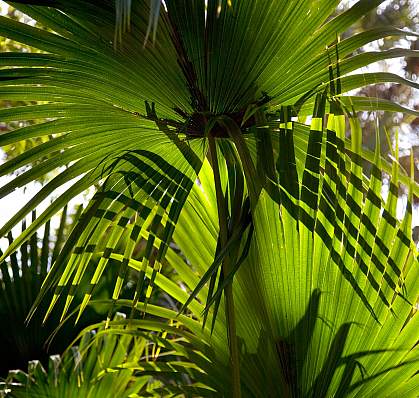 Photo of saw palmetto leaves. Photo of saw palmetto leaves.
