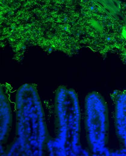 Micrograph shows an empty, black area between green-glowing bacteria and blue intestinal cells.