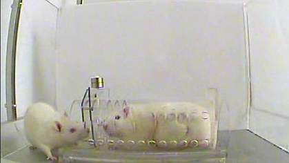 Photo of a free rat and a rat in a transparent tube Photo of a free rat and a rat in a transparent tube