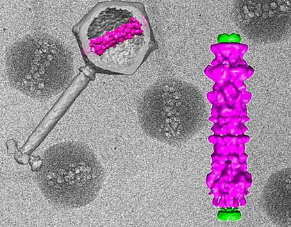 Image of virus and blow-up of inner virus structure Image of virus and blow-up of inner virus structure.