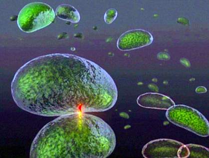 Bacterium delivering a lethal injection to another cell Bacterium delivering a lethal injection to another cell.