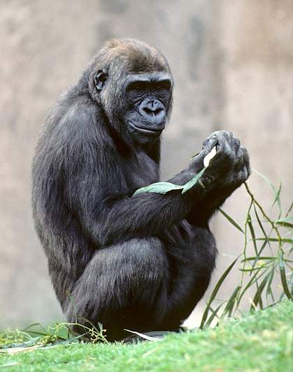 Gorilla Gorilla.