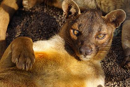 Fossa.