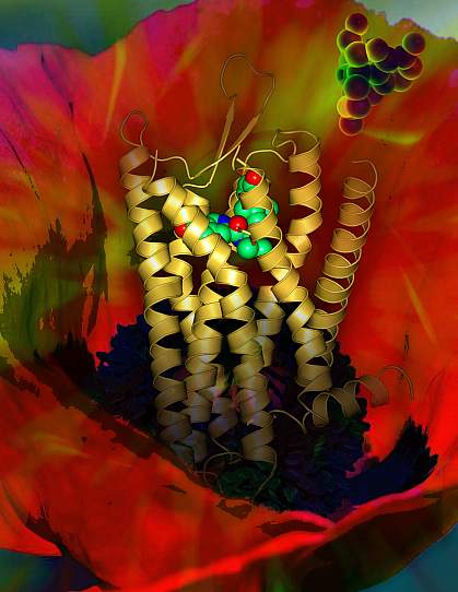 3-D ribbon illustration of an opioid receptor bound to a small molecule.