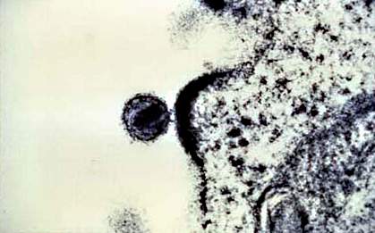 Round virus near a cell surface Round virus near a cell surface.