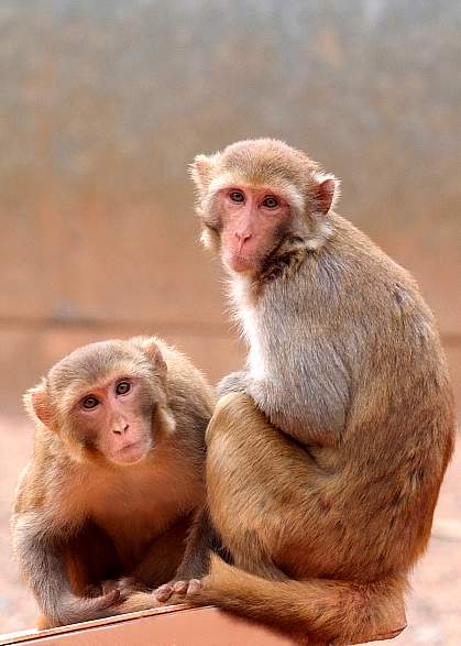 Two macaques Two macaques.