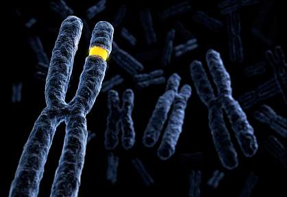 Chromosomes Chromosomes.