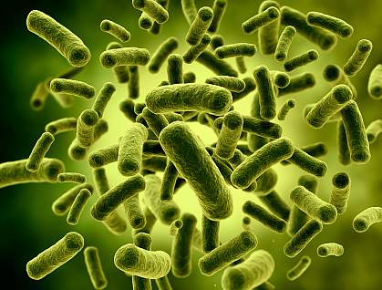 Rod-shaped bacteria Rod-shaped bacteria.