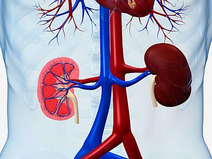 Illustration of kidneys within the body Illustration of kidneys within the body