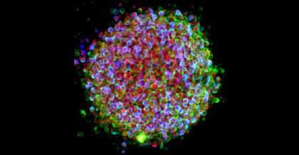 Stem cells Stem cells.