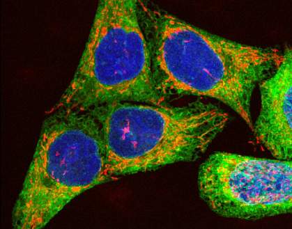 Confocal micrograph of several cells Confocal micrograph of several cells.
