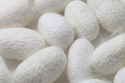 Silkworm cocoons Silkworm cocoons.