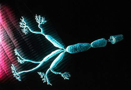 Long axon fibers of a motor neuron Long axon fibers of a motor neuron.