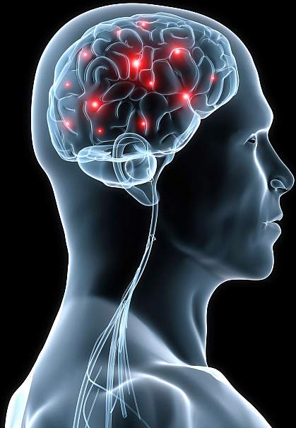 Human brain and spinal cord.